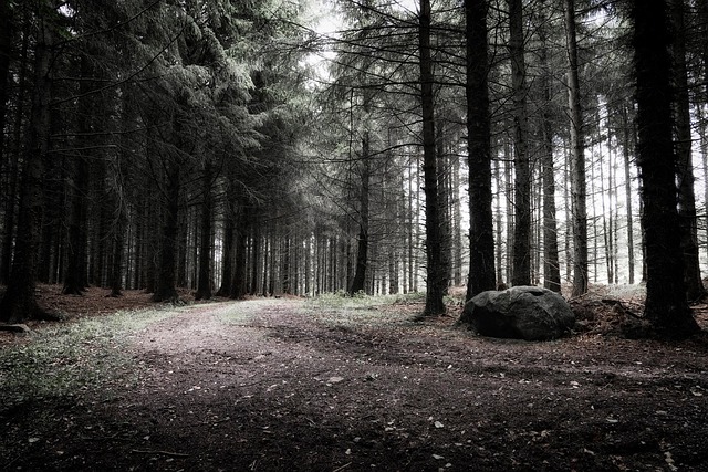 Skov, Træer, Sti, Landskab, Natur, Vej