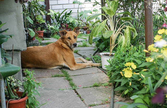 Free Animal Dog photo and picture