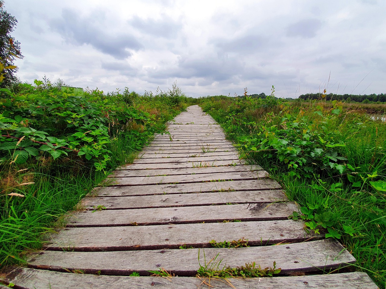 나무 판자 길 황무지 - Pixabay의 무료 사진 - Pixabay