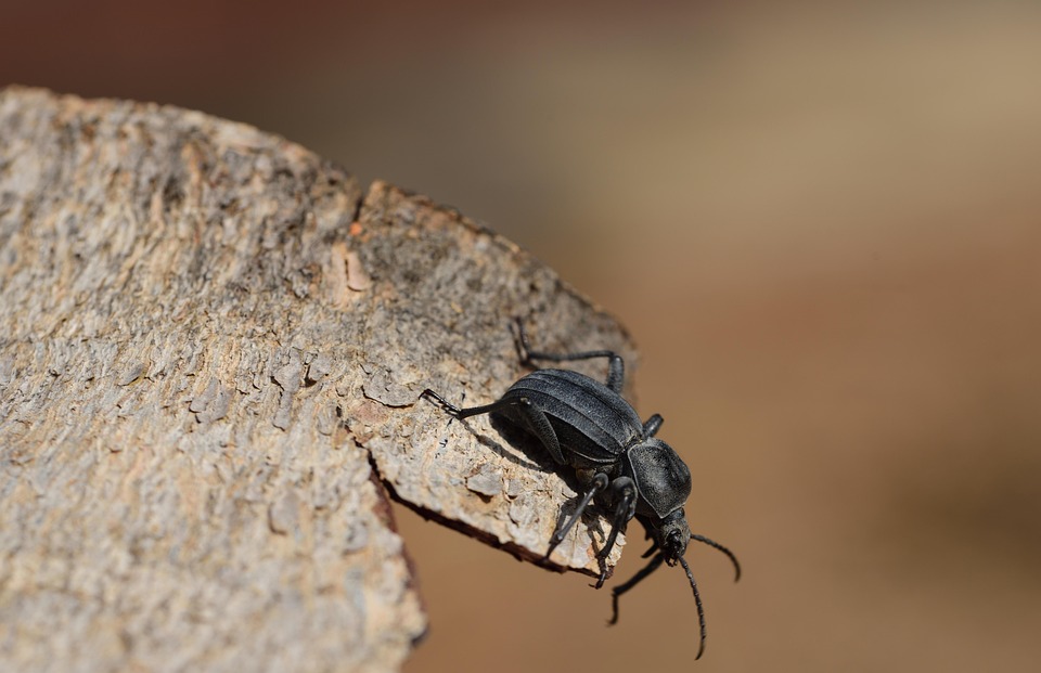 Insecte Scarab e Le Noir Photo Gratuite Sur Pixabay Pixabay