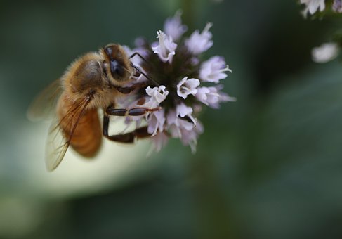 Free Bee Flower photo and picture