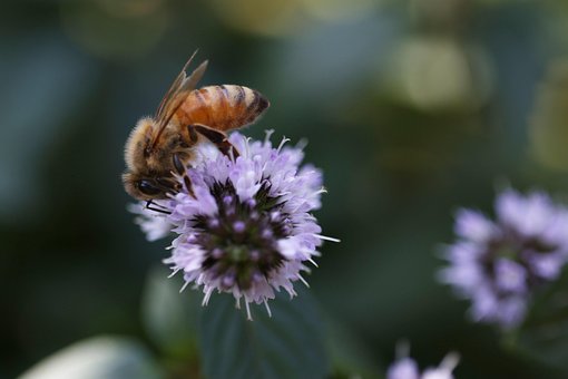 Free Bee Beautiful Flowers photo and picture