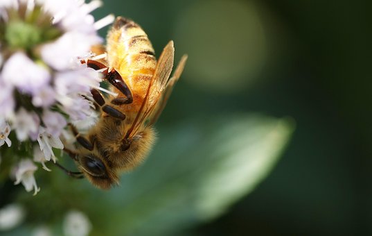Free Bee Flower Wallpaper photo and picture