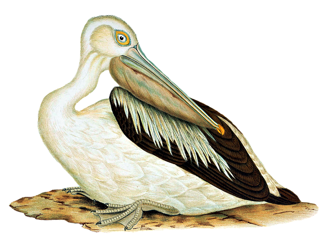 Free australian pelican nature bird illustration