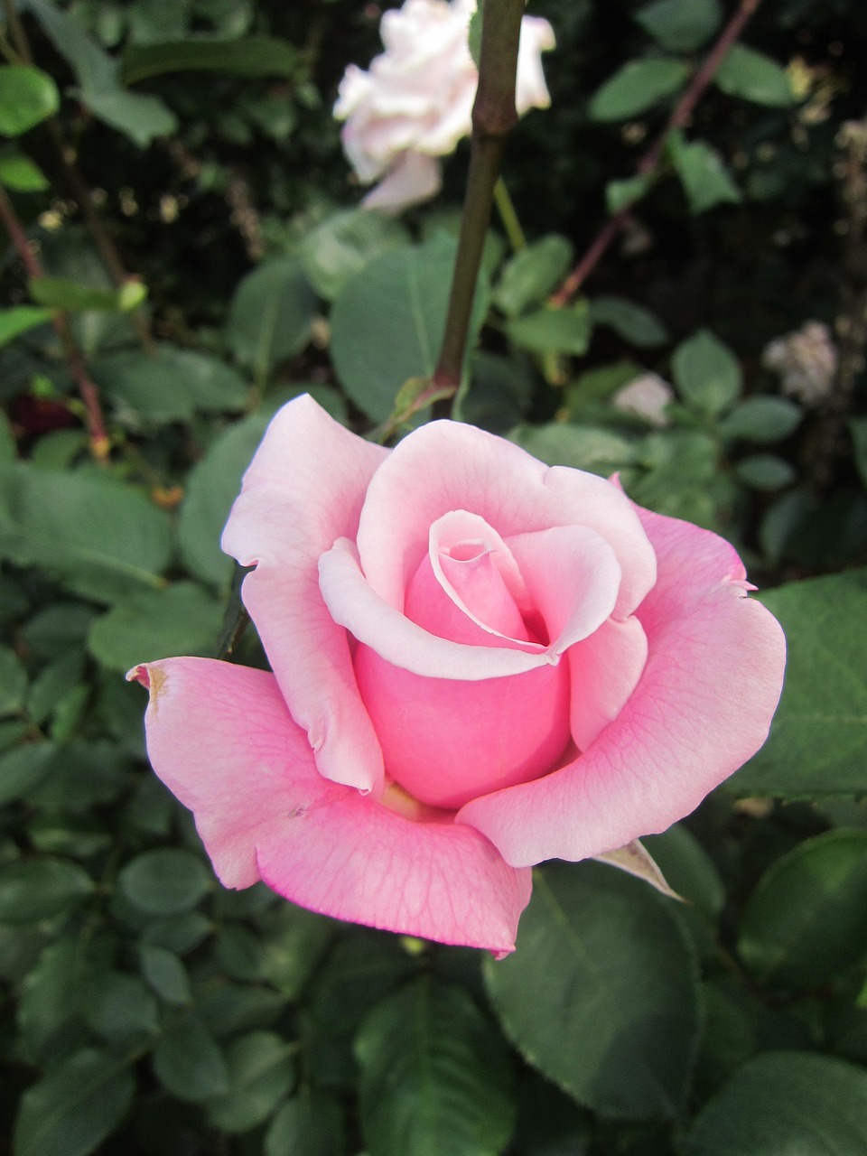 Flowe Roser Rose Flower Pink - Free photo on Pixabay - Pixabay