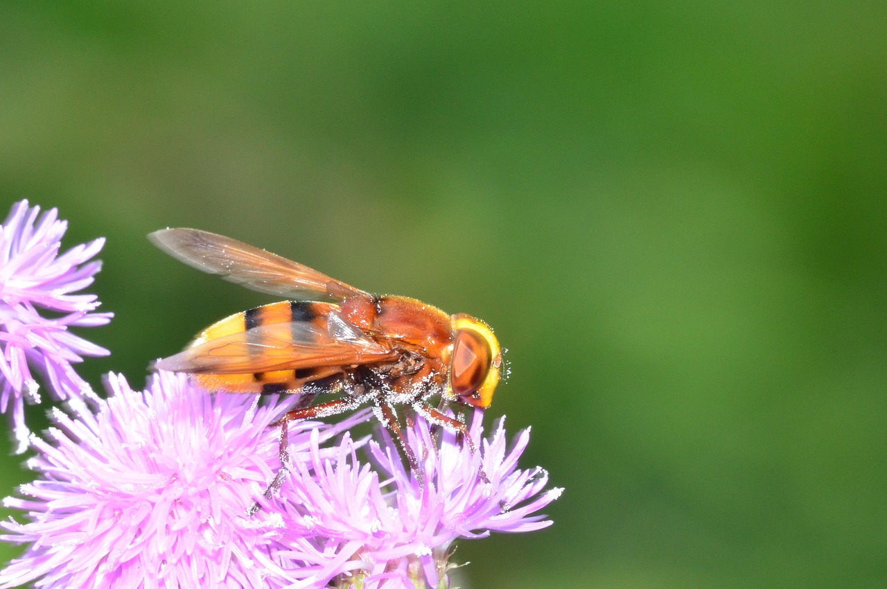 Hornet Efterligner Hoverfly, Hoverfly