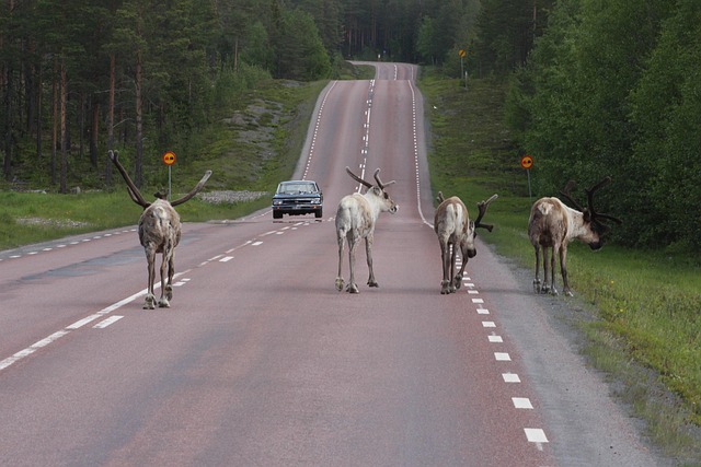 Free Reindeer Highway photo and picture