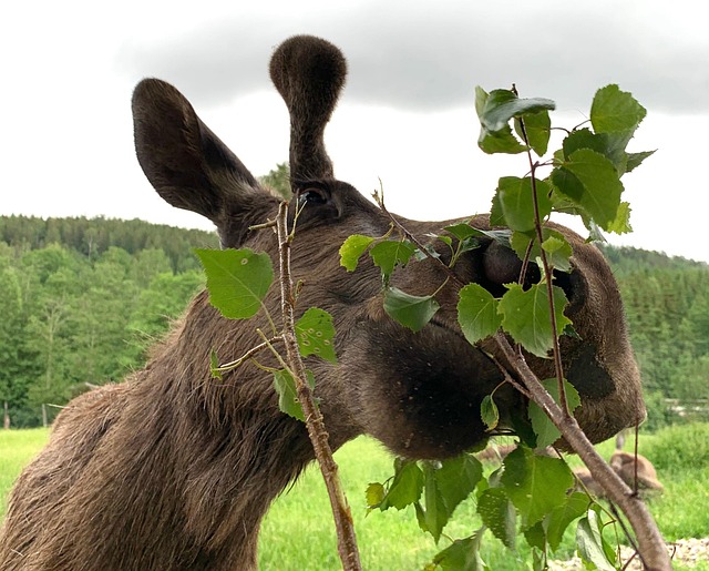 Free Moose Sweden photo and picture
