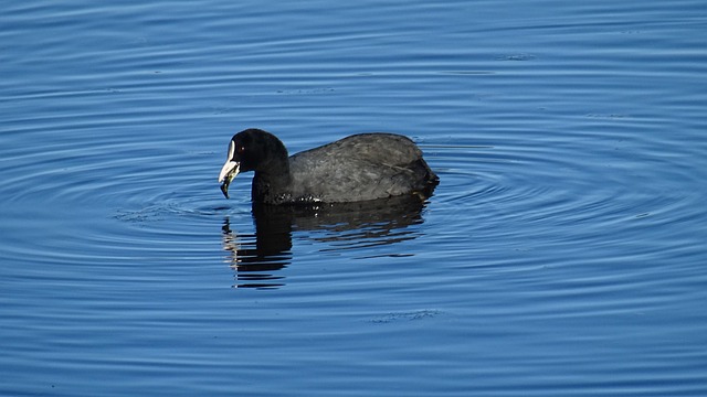 Free Coot Bird photo and picture