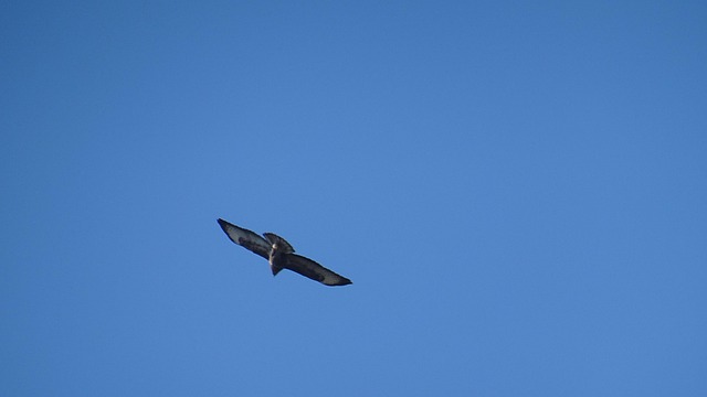 Free Bird Sky photo and picture