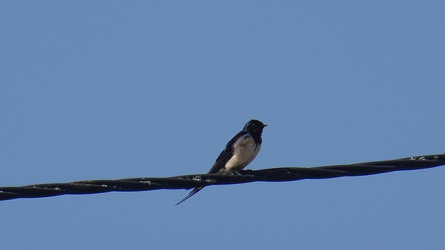 Free Bird Swallow photo and picture
