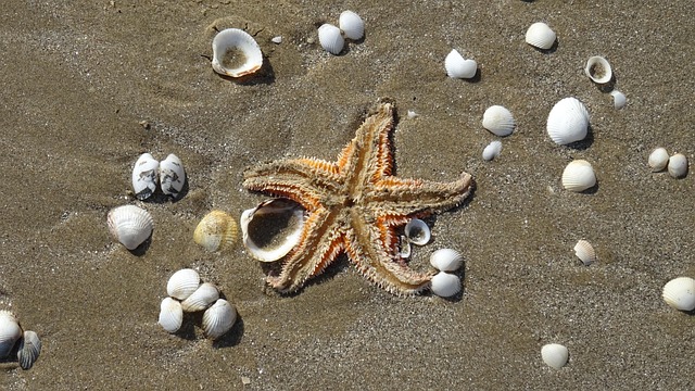 Free Starfish Shells photo and picture