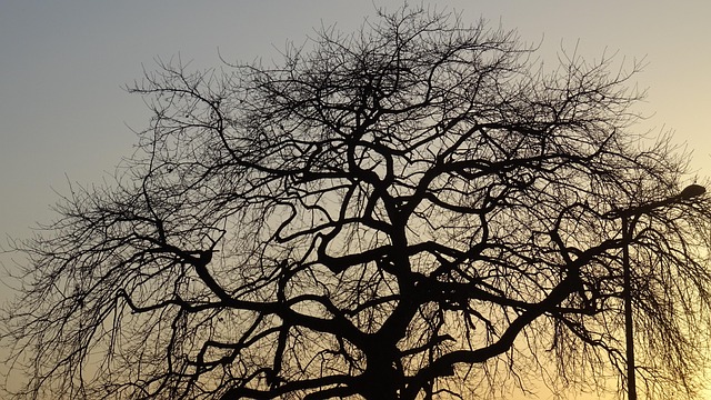 Free Tree Branches photo and picture