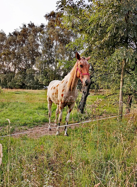 Pferd, Feld, Hengst, Pferde, Weide, Tier