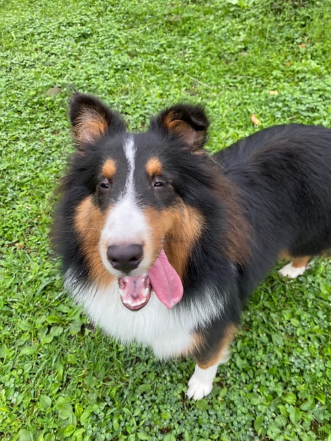 Free Dog Dog Cute photo and picture