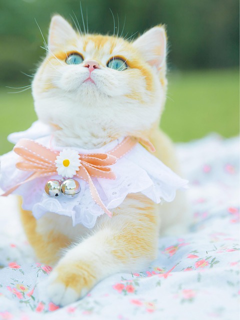 Free Cat Kitten photo and picture