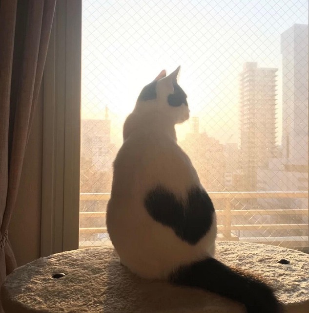 Free Cat Cat Cute photo and picture