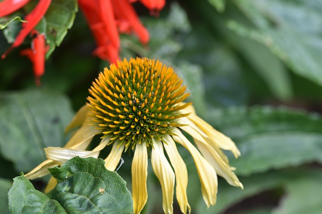 coneflower, flower, plant, big sky harvest moon, yellow flower, petals, bloom, flower background, wildflower, garden, beautiful flowers, flower wallpaper, nature, closeup