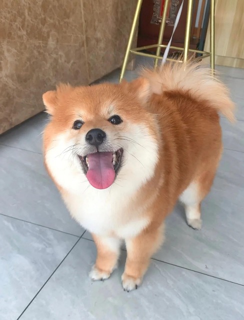 Free Pet Pet Cute photo and picture