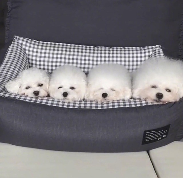 Free Dog Dog Cute photo and picture