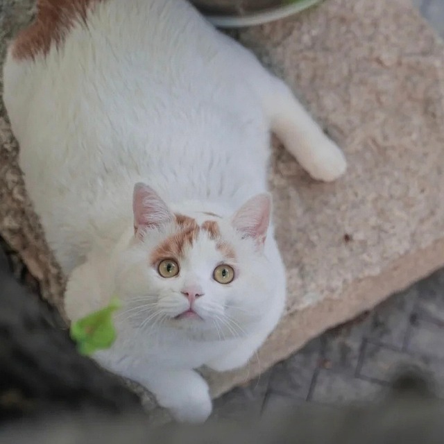 Free Cat Pet photo and picture