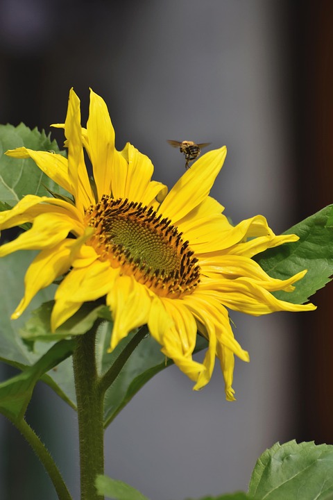 Sunflower Bee Pollination - Free photo on Pixabay