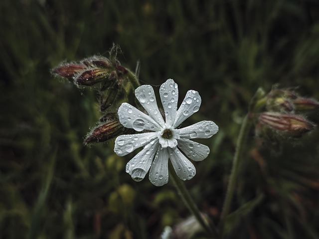 Free Flower Bloom photo and picture