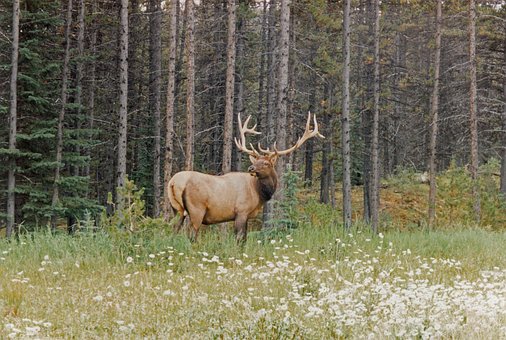 Elan, Maligne, Lac, Alberta, Canada