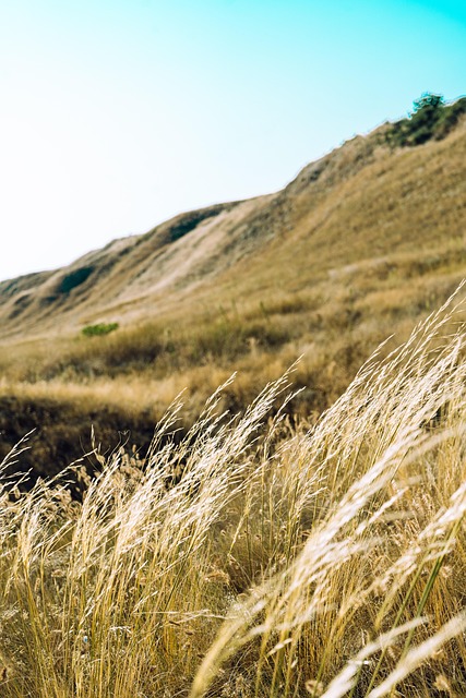 Free Grass Field photo and picture