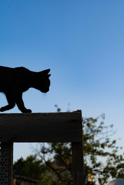 Free Black Cat Walk photo and picture