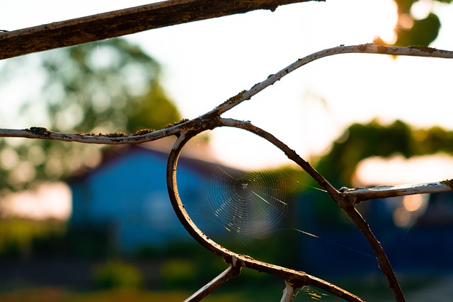 Free Spider Web Cobweb photo and picture