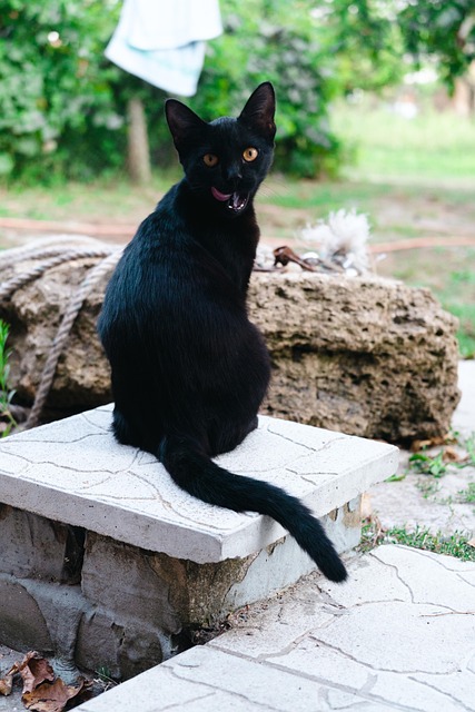 Free Animal Cat photo and picture