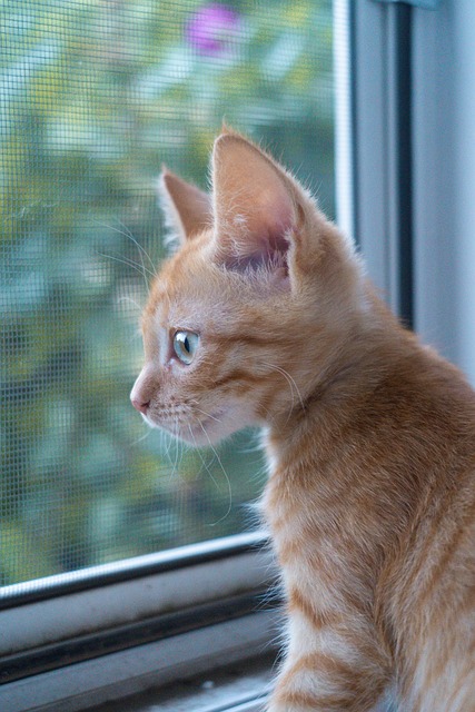 Free Cat Kitten photo and picture