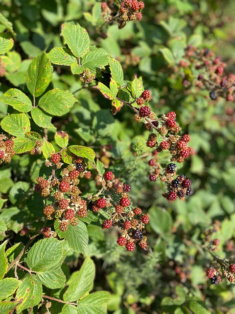 Free Autumn Blackberries photo and picture