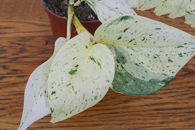 Free Epipremnum Scindapsus photo and picture