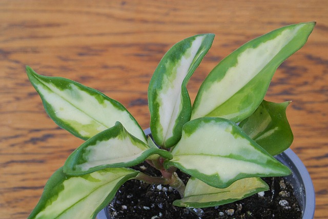 Free Hoya Hoya Australis photo and picture