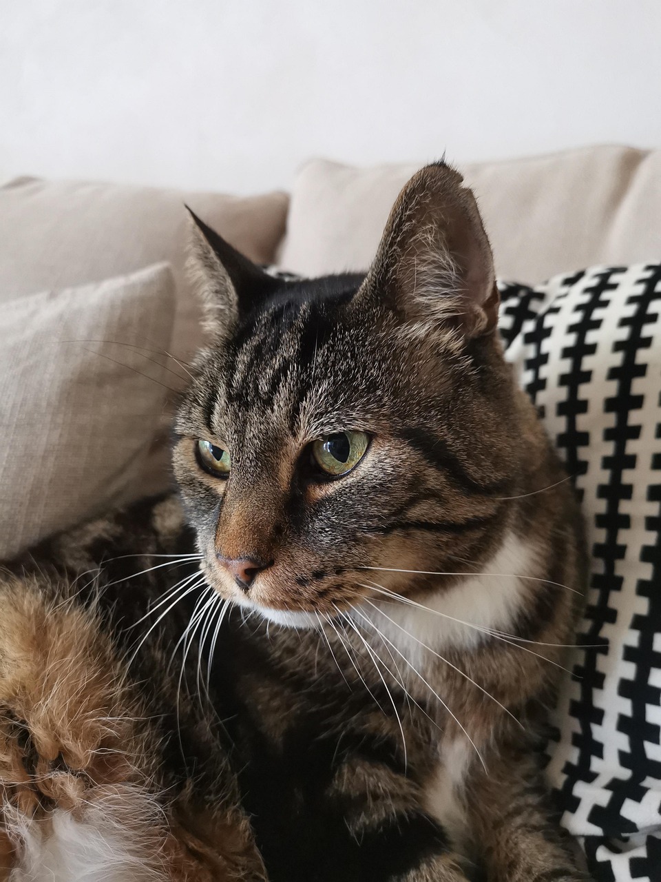 Animal Le Chat - Photo gratuite sur Pixabay - Pixabay