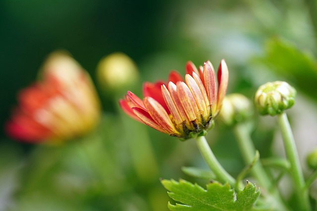 Krysantemum, Røde Blomster