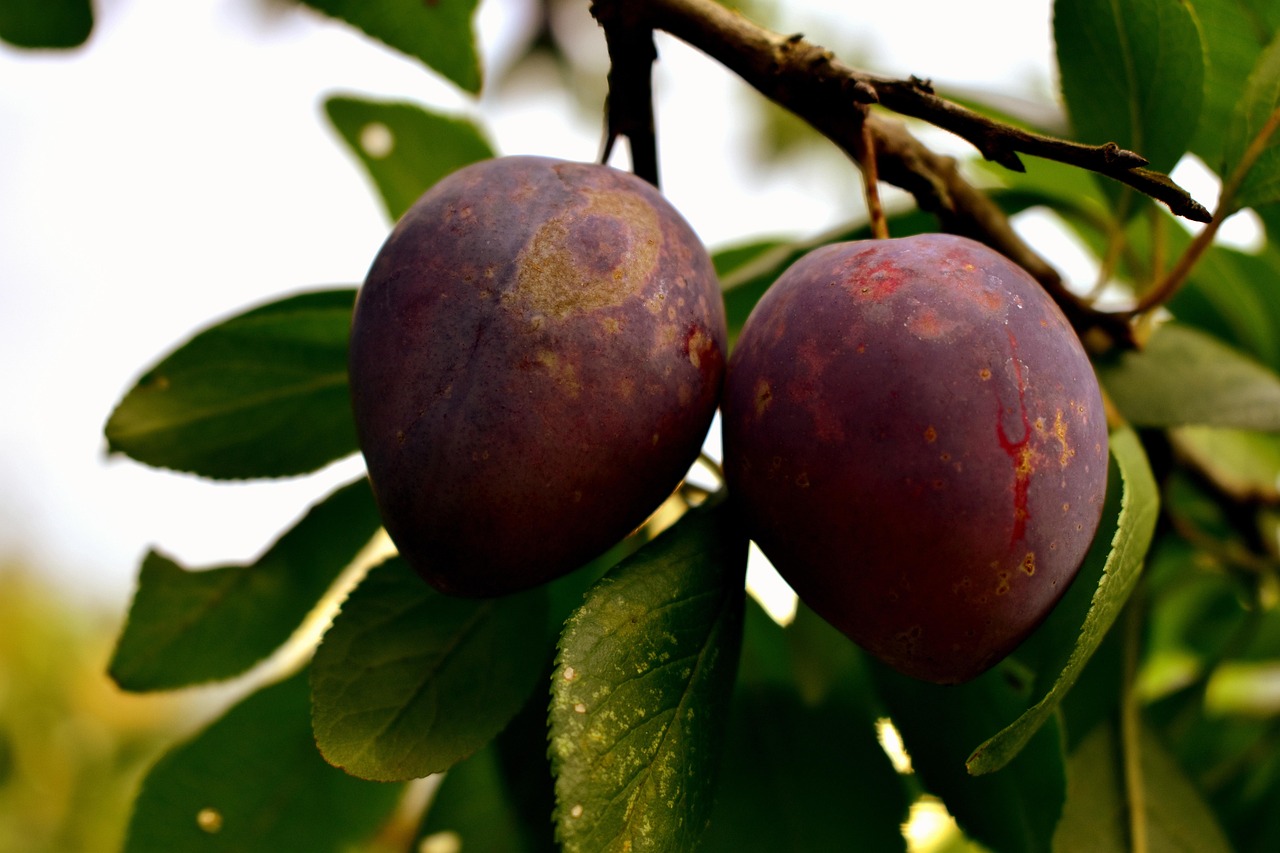 Plums Fruits Food Free photo on Pixabay Pixabay
