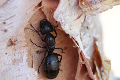 Myre, Insekt, Bug, Entomologi, Makro