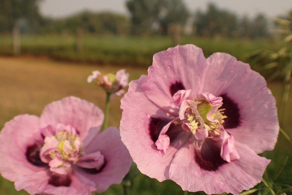 面包罂粟 罂粟 花 - Pixabay上的免费照片 - Pixabay