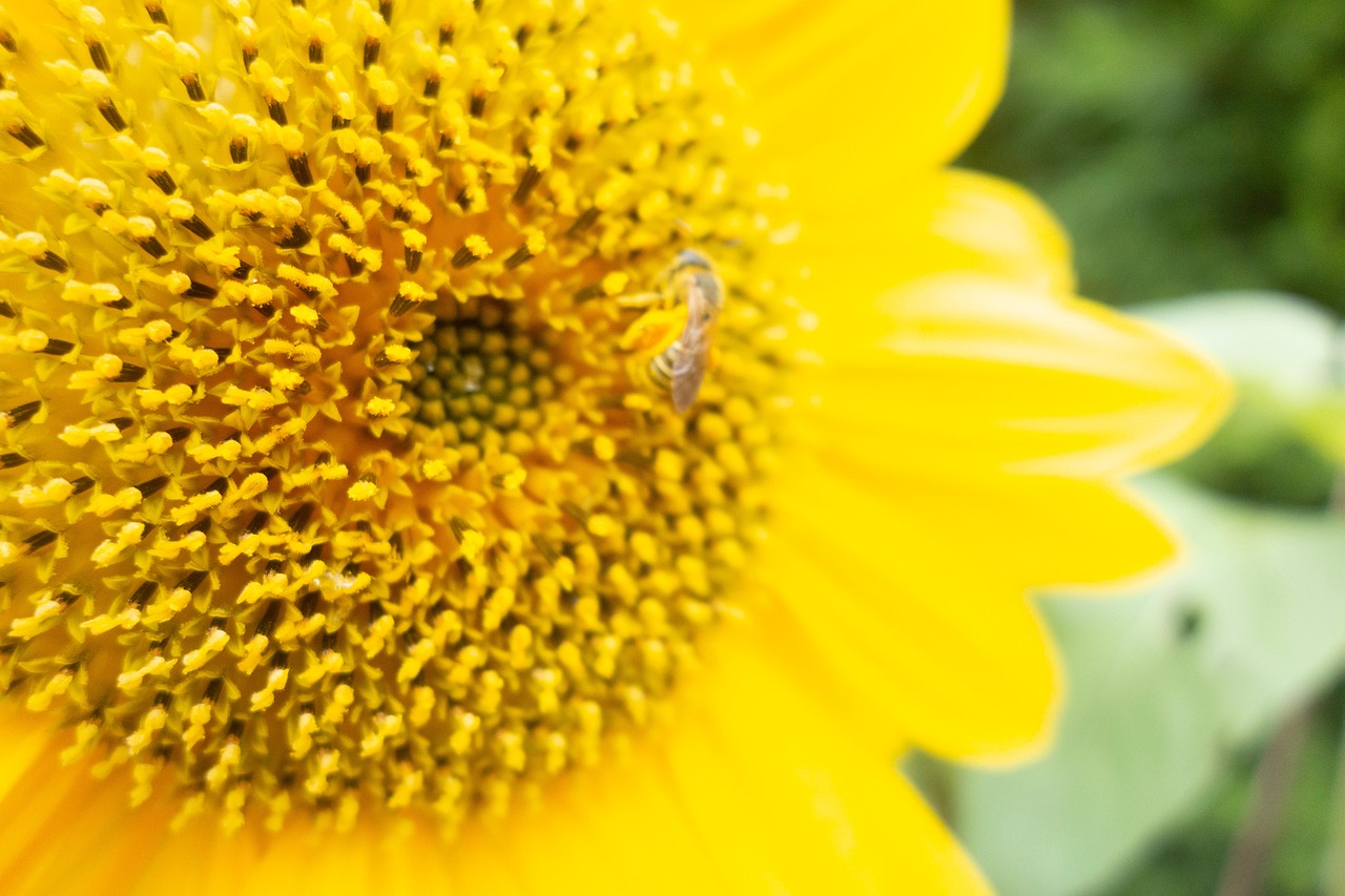 Sunflower Flower Pollen Yellow - Free photo on Pixabay - Pixabay