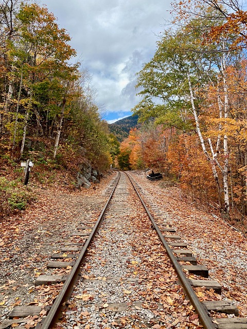 Free Railroad Trees photo and picture