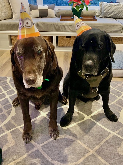 Free Best Friends Dog Brothers photo and picture