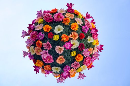 Free Flowers Petals photo and picture