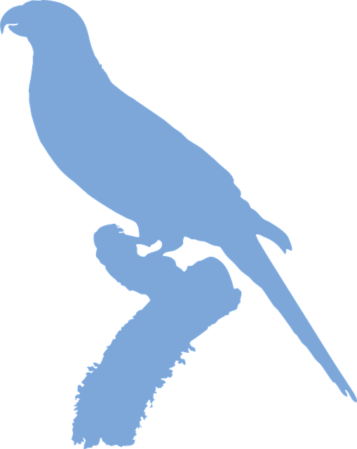 Lorikeet, Silhouette, Vogel, Papagei