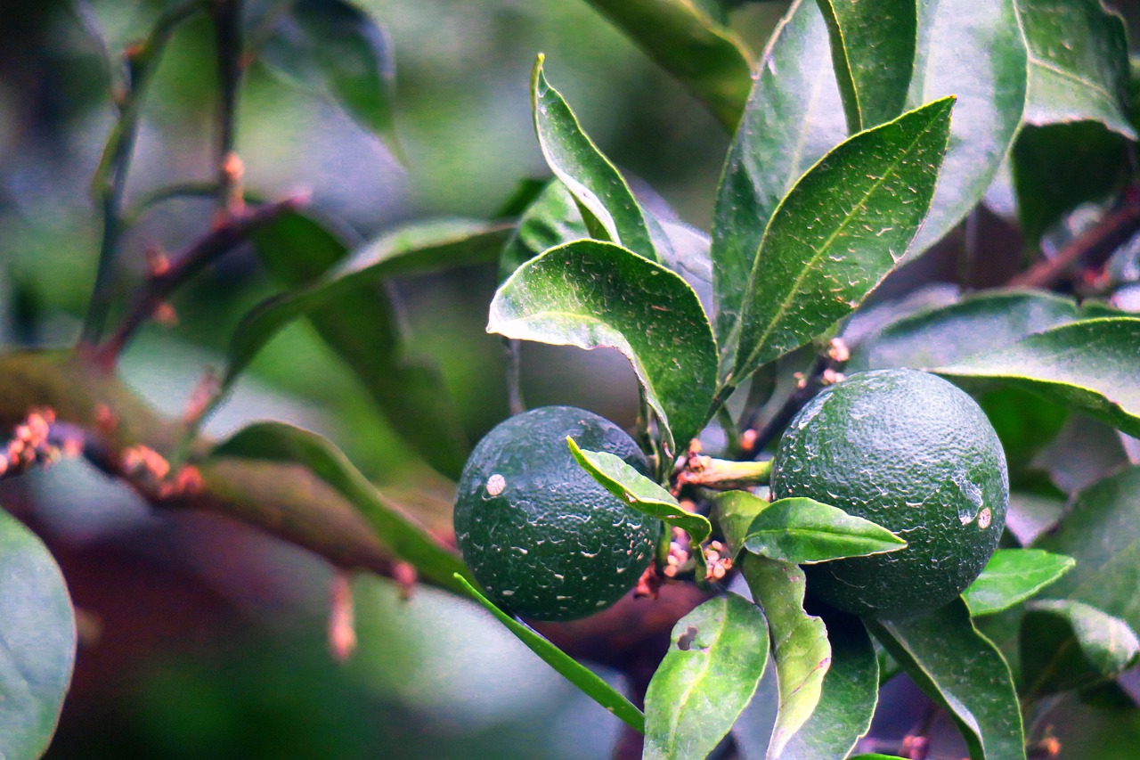 Citrus Fruit Plant - Free photo on Pixabay - Pixabay