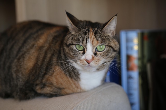 Free Cat Pet photo and picture