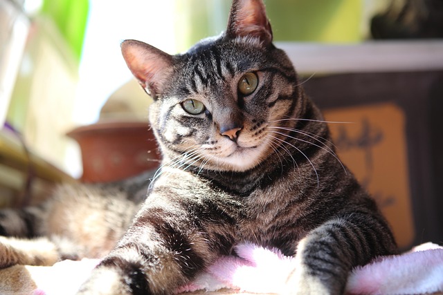 Free Cat Tabby photo and picture