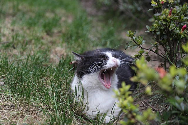 Free Cat Pet photo and picture